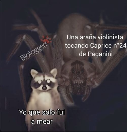 Top memes de Mapaches en español :) Memedroid