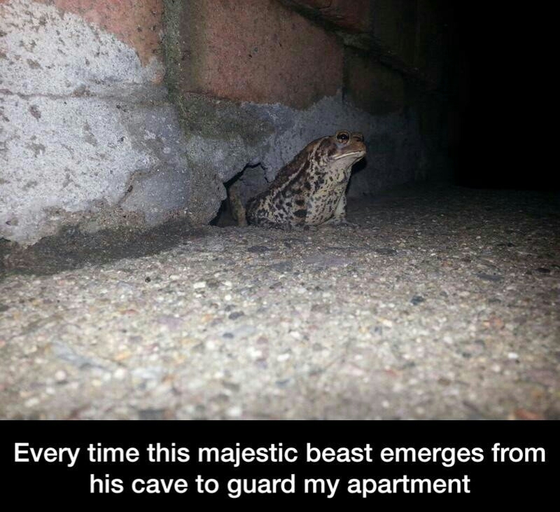 Majestic toad - meme