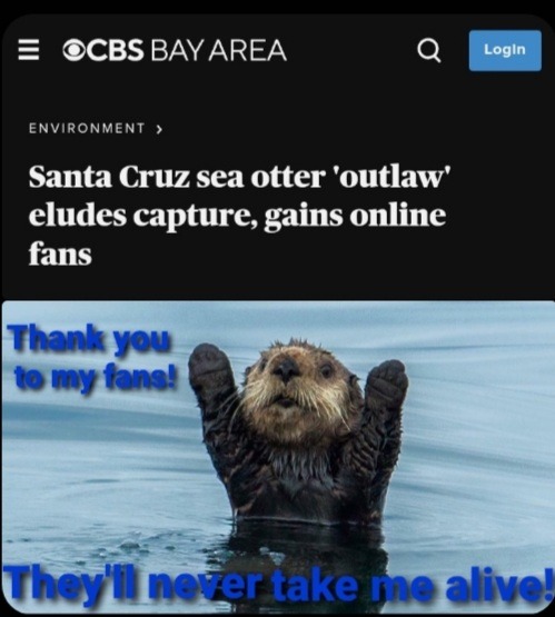 Gaining fans, this outlaw otter is unstoppable - meme