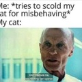 Cats behavior