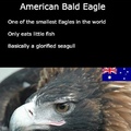 eagle vs eagle