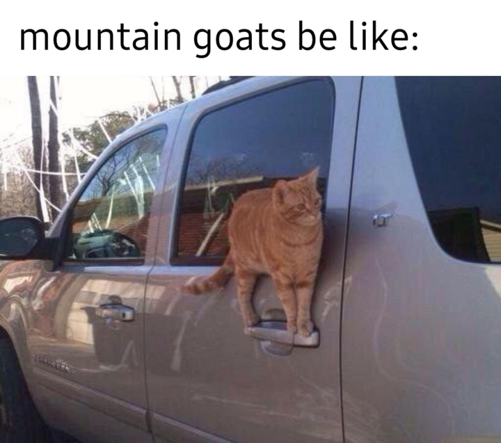 Goats - meme