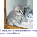 Free kat