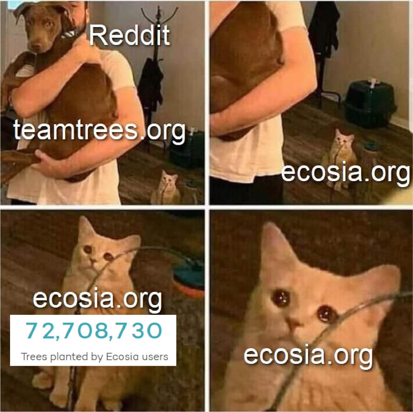 Ecosia - meme