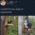 Doggos on shrooms