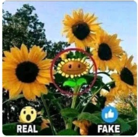 Girasol 100% real no fake - meme