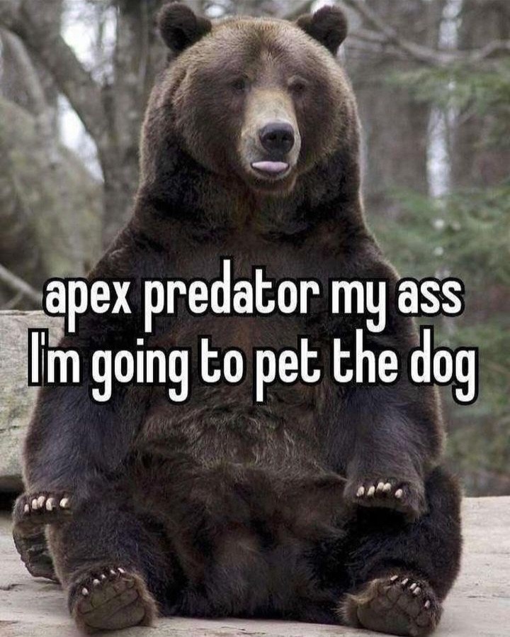Bears are canines - meme