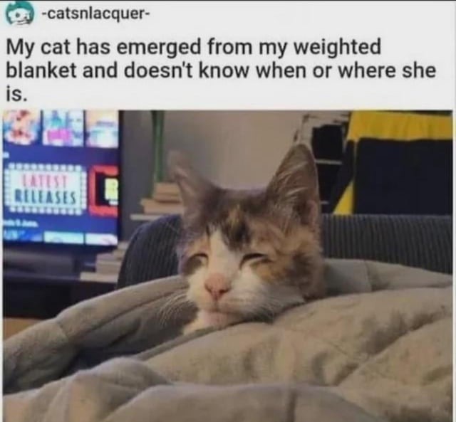 Cat emerging from a weighted blanket - meme