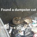 Dumpster cat