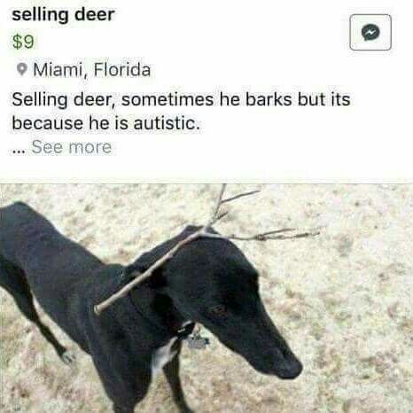 Any deer ? - meme
