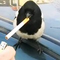 Smoke bird