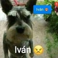 Ivan >:(