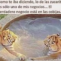 Tigre toño