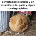 Problema matemático del pollo esférico