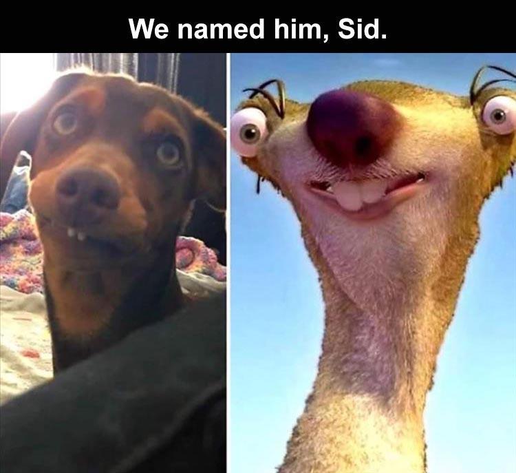 Sid backwards is dis, which is exactly what the new owners did to him. - meme