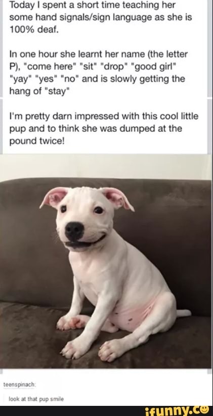 Shelter dogs are awesome - meme