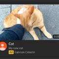 Cat video ad