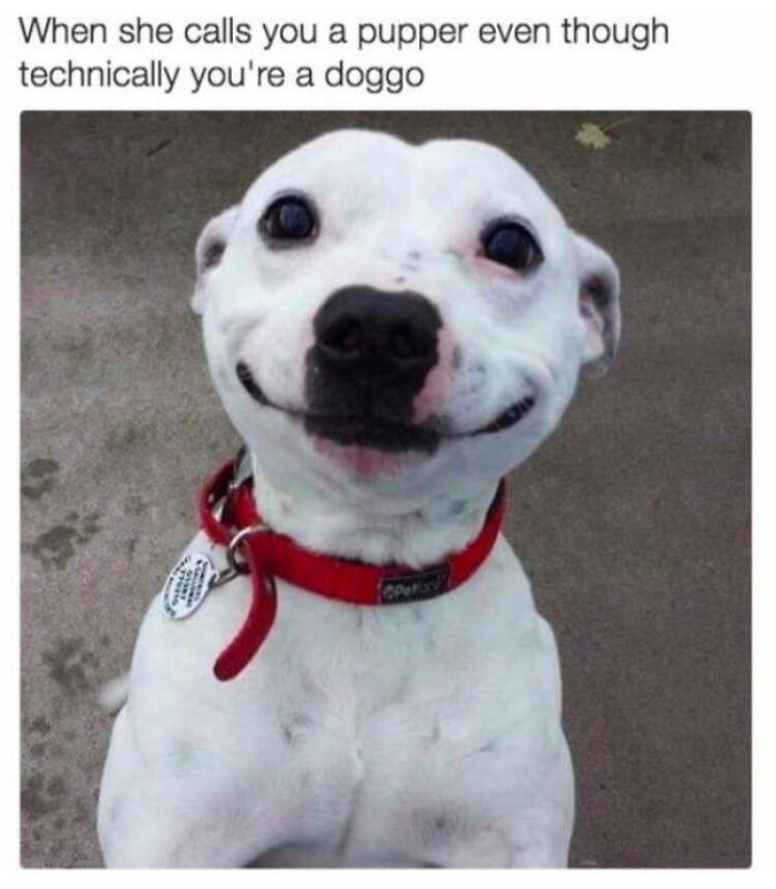 Pupper smiles - meme