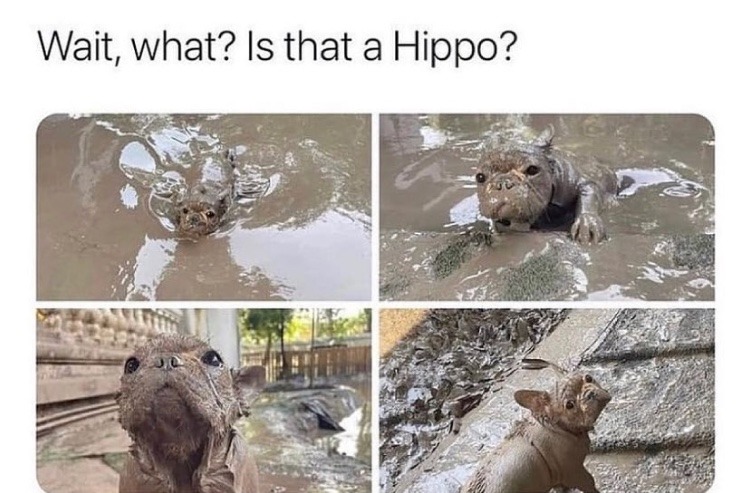 hippo - meme