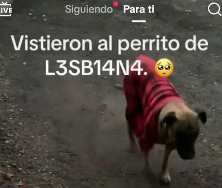 Perro lesbiano, perro lesbiano - meme