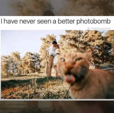 I have never seen a better photobomb - meme