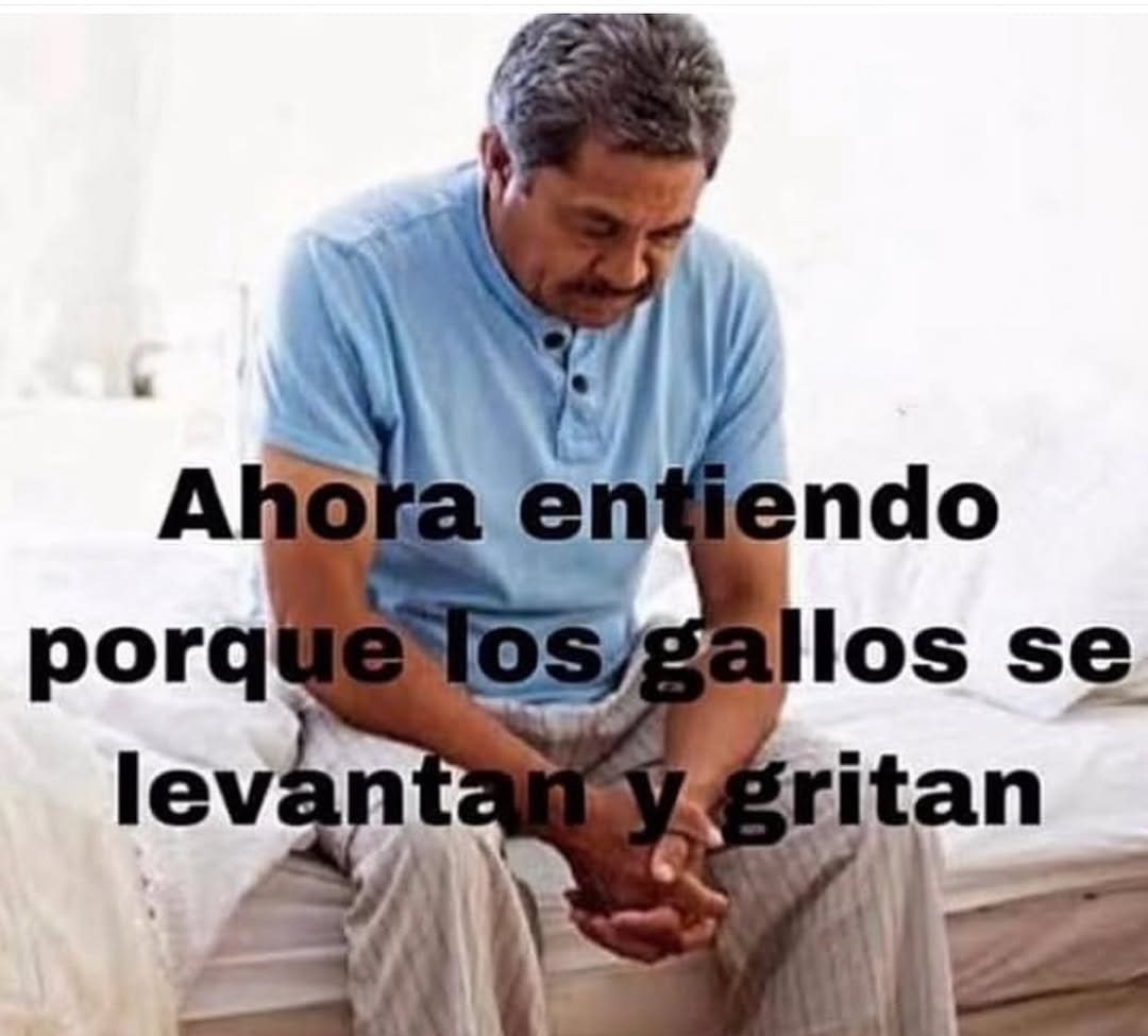 Ahora entiendo por qué los gallos gritan al amanecer - meme