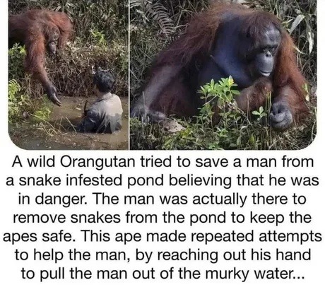 ﻿A wild Orangutan tried to save a man from snake infested pond believing that he was in danger: The man was actually there to remove snakes the pond to keep the apes safe. This ape made repeated attempts to help the man; by reaching out his hand to the man out of the murky water _ from pull