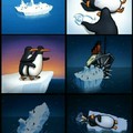 Pobres pinguinos solo por que un barco no viera(Sigueme y t sigo)