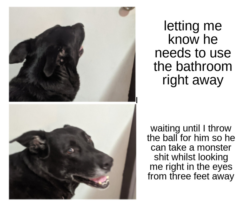 this meme is totally not an excuse to show off how annoying yet adorable and cool my dog is