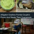 Alligator crashes Florida couple's picninc and steals their guacamole