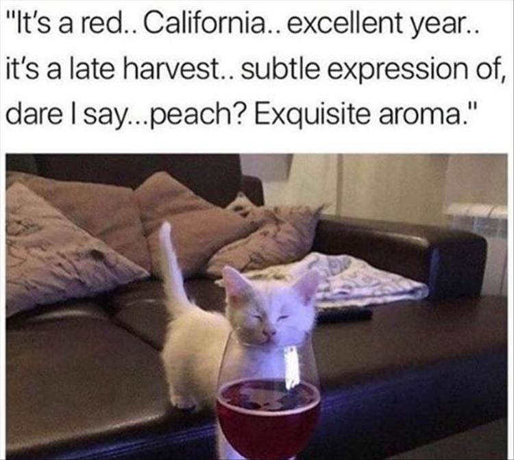 Wine snob kitty - meme