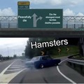 Hamsters meme