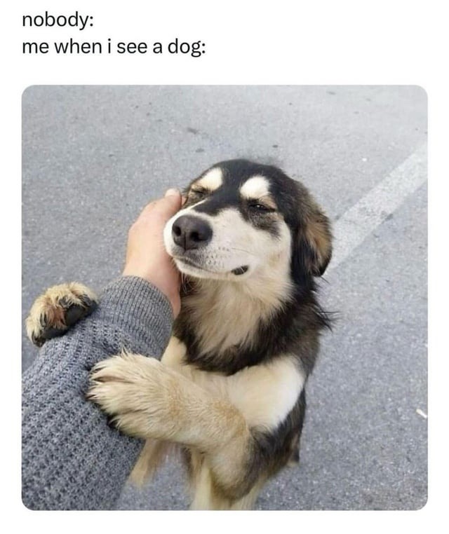 Nobody: Me when I see a dog: immediate emotional meltdown - meme