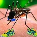 zika vírus