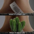 cactus tag