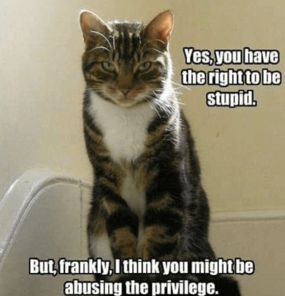 Angry cat meme