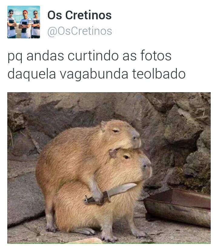 Teolbado, a capivara - meme