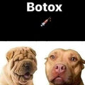 Doggotox