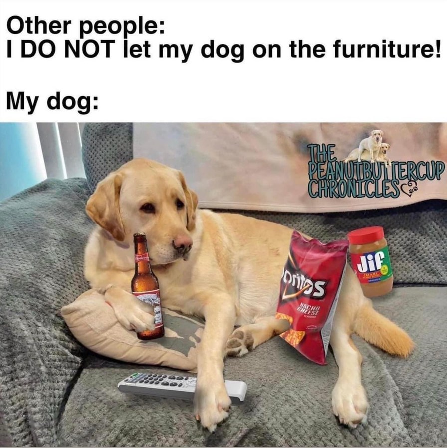 100% moderation for a cute dog meme??