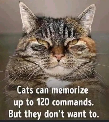 Based cats - meme