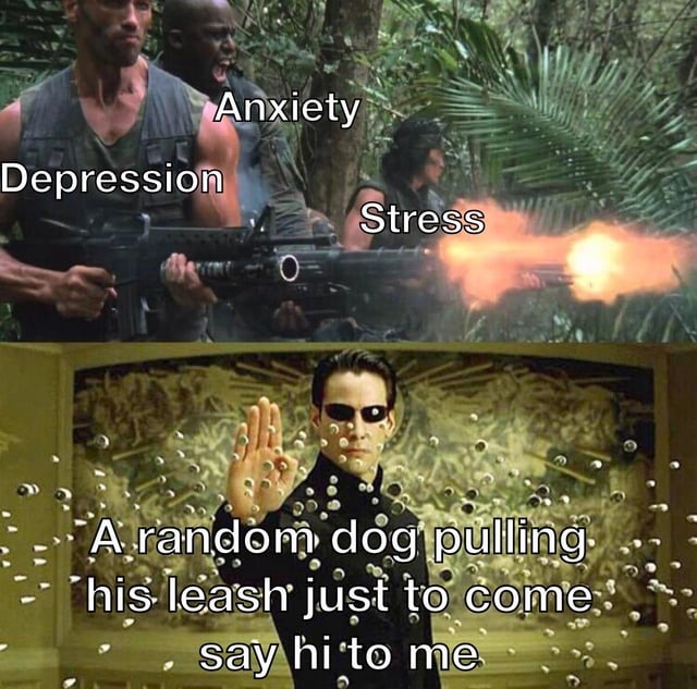 Wholesome doggos - meme