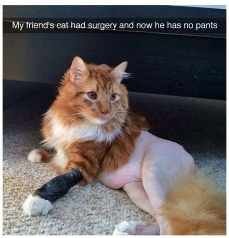 Cat had surgery and now he has no pants - meme