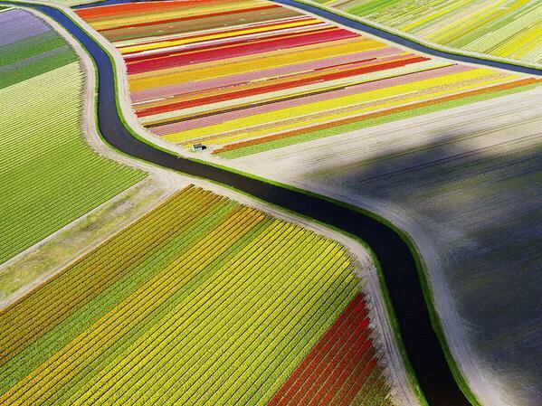 Aerial view of Tulip fields, Netherlands. - meme