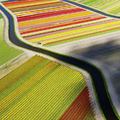 Aerial view of Tulip fields, Netherlands.
