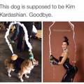 The dog wore it better js