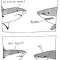 Sharks are awesome