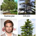the Pine kinds