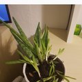 Dead plant