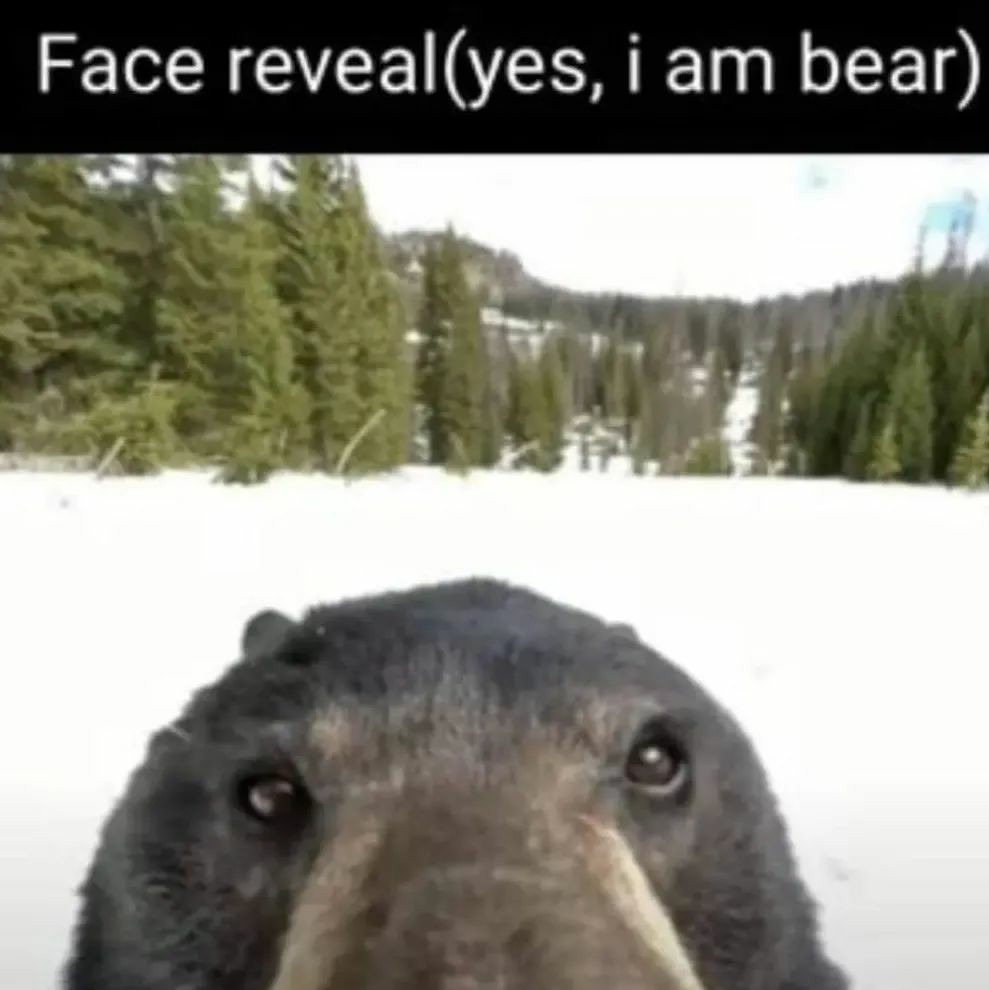 Yes i am a bear - meme