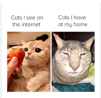 gigichad cat - meme